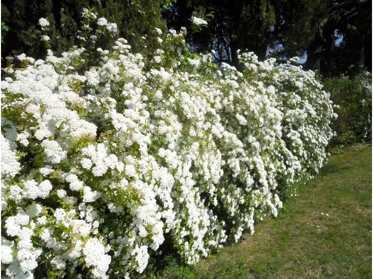 Siepe di spirea