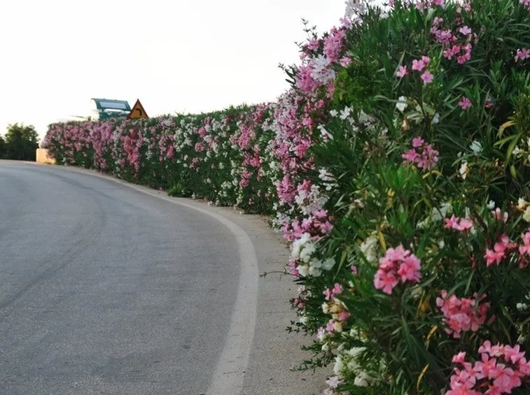 Siepe in fiore di oleandro