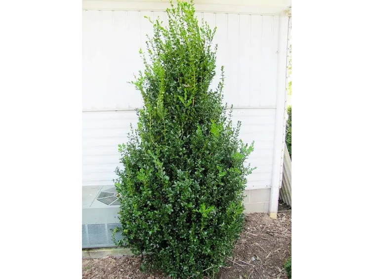 Bosso Sempervirens Highlander