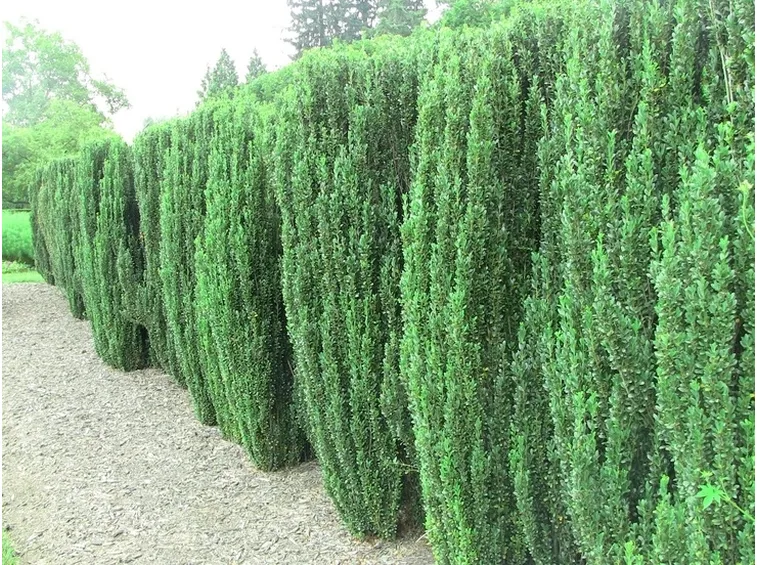 Siepe di Ilex crenata Highlander