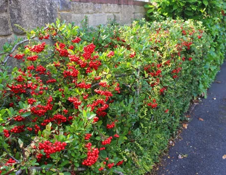 Siepe di pyracantha con i caratteristici frutti