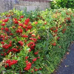 Siepe di pyracantha con i caratteristici frutti