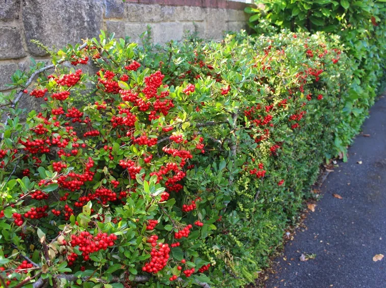 Siepe di pyracantha con i caratteristici frutti