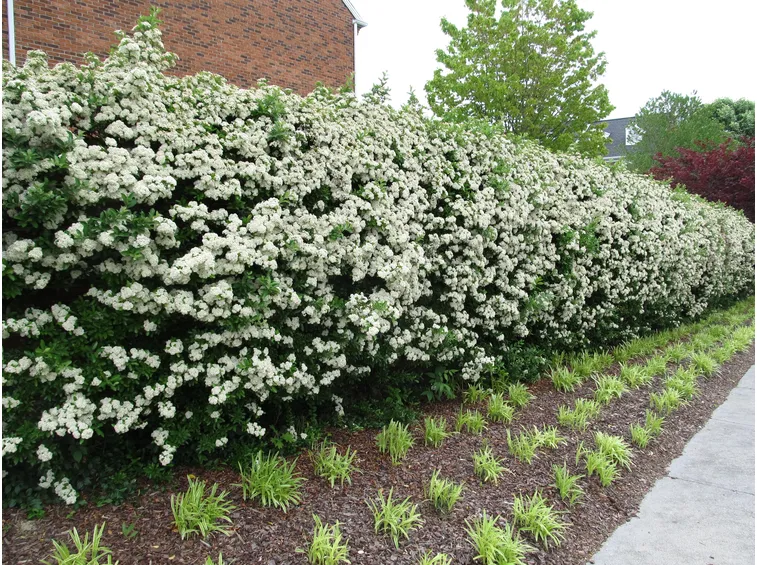 Bellissima siepe di pyracantha in fiore