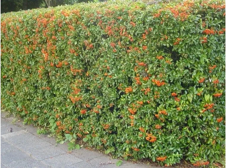 Siepe di pyracantha ben curata