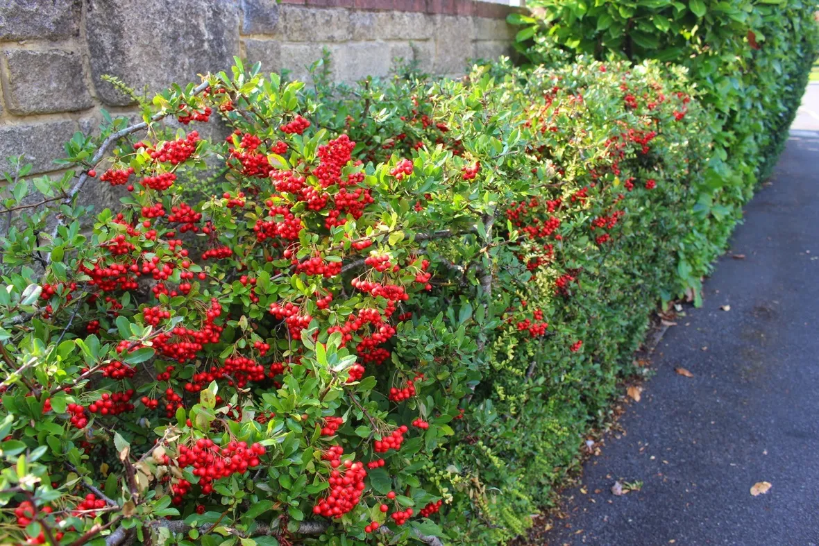 Siepe di pyracantha con i caratteristici frutti
