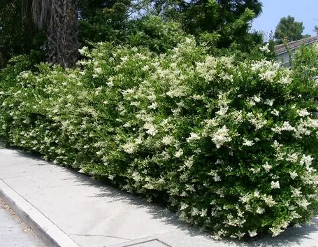 Siepe rampicante sempreverde