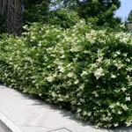 Siepe rampicante sempreverde