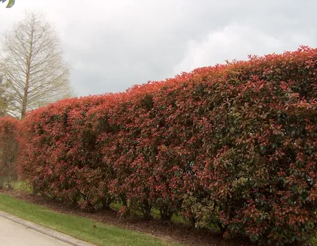 Siepe rossa di photinia