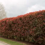 Siepe rossa di photinia
