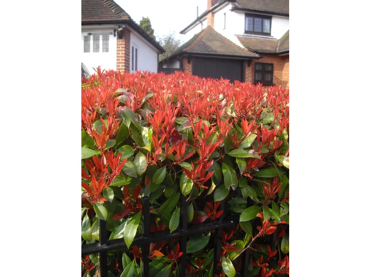 La fioritura della photinia