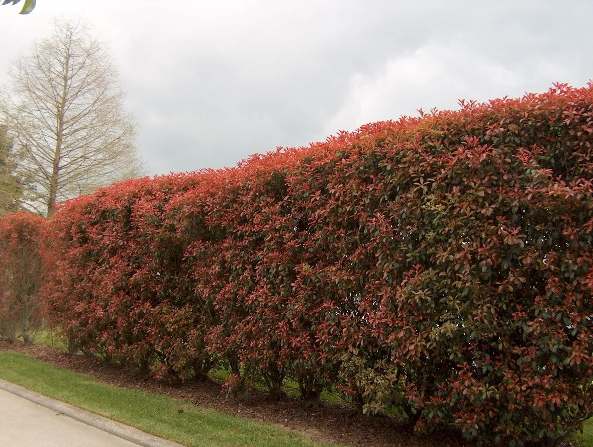 Siepe rossa di photinia