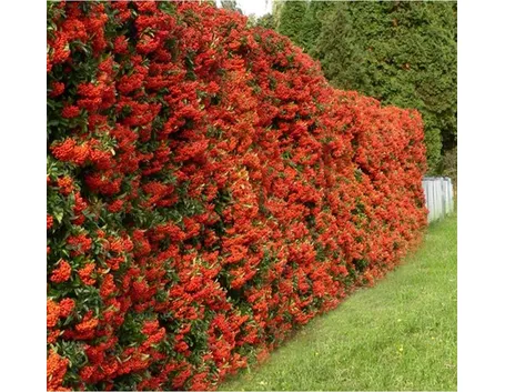 Colorate bacche della Pyracantha