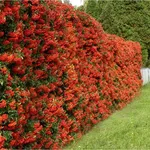 Colorate bacche della Pyracantha