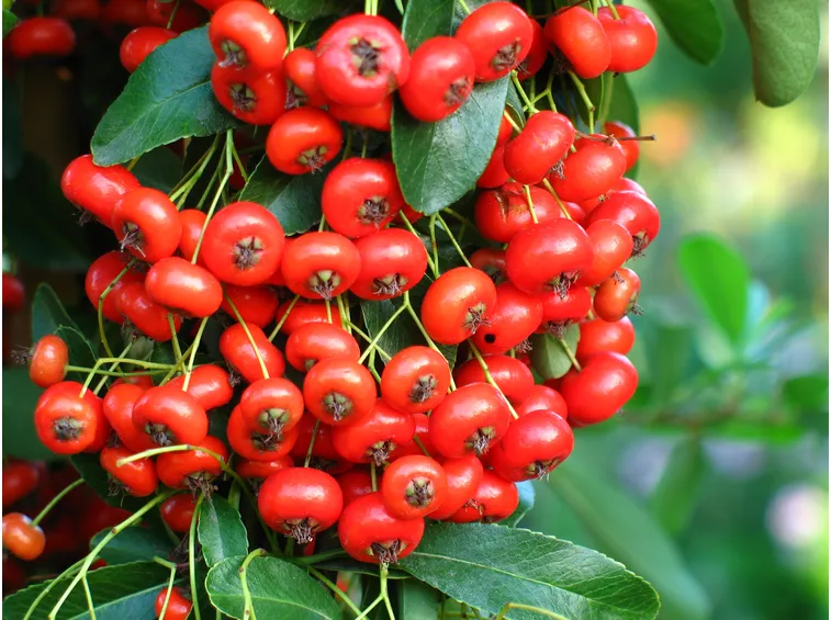 Dettagli dei frutti di Pyracantha