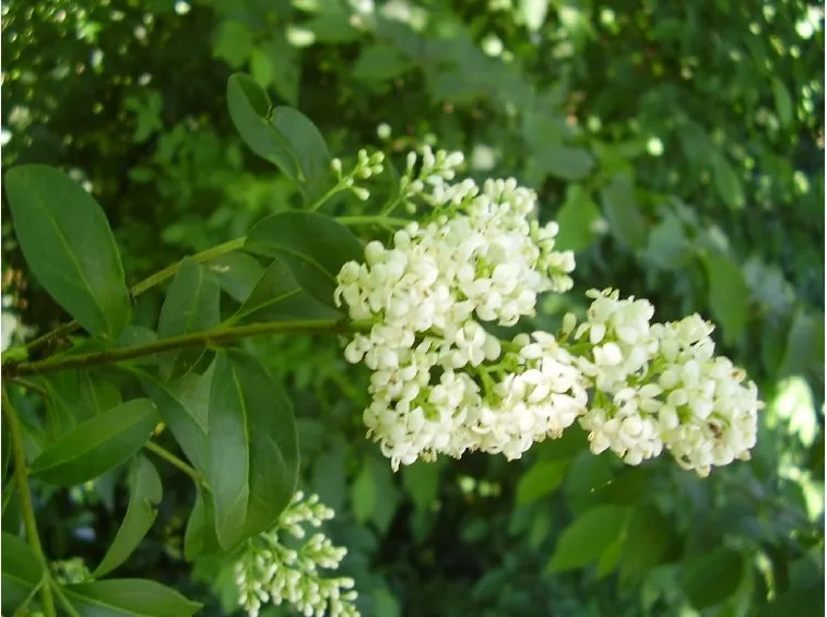 Fiori del ligustro