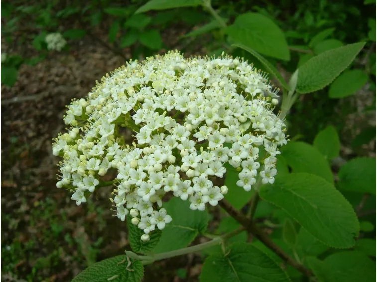 Fiori di viburno lantana