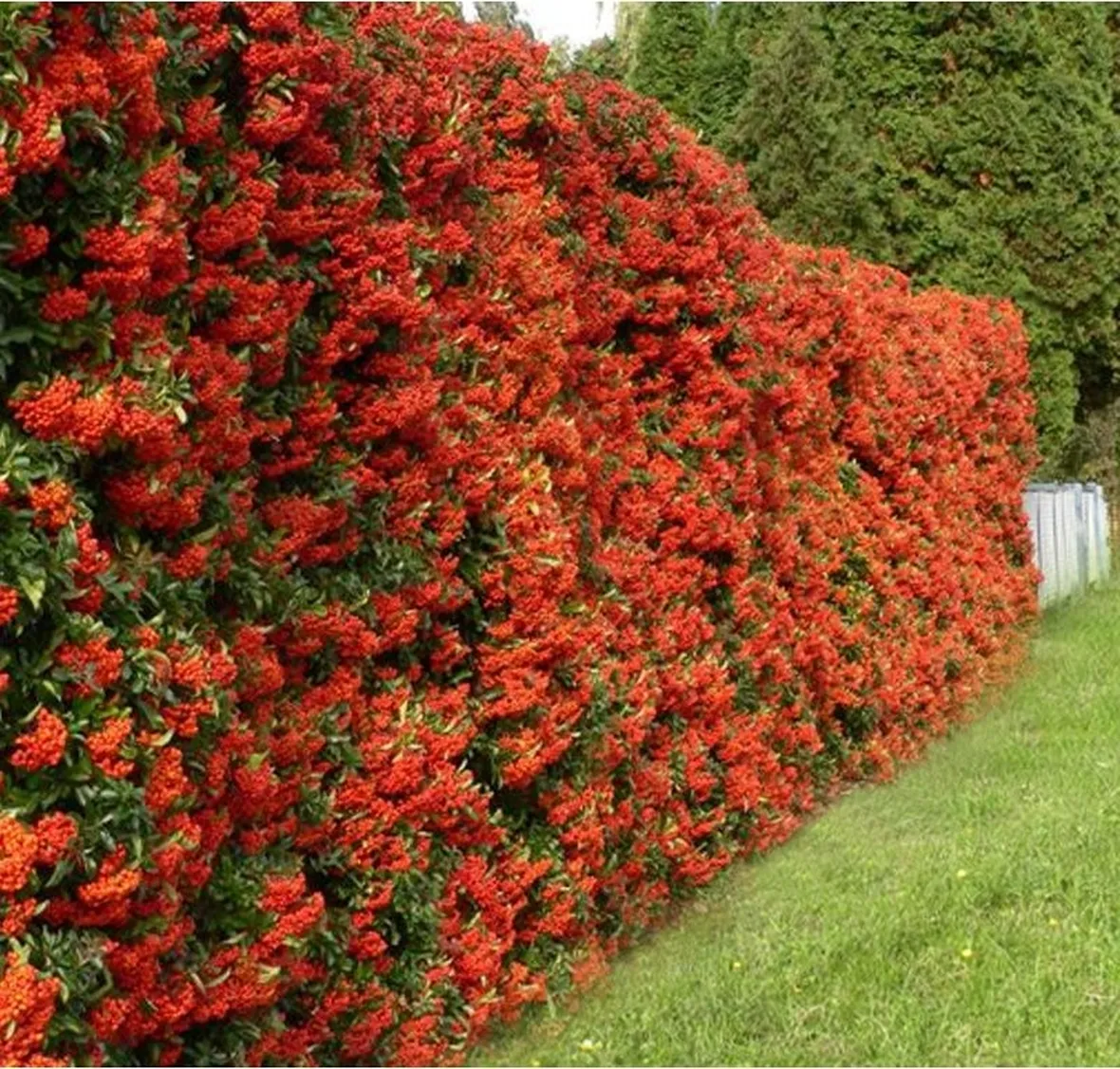 Colorate bacche della Pyracantha