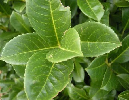 siepe lauroceraso verde