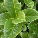 siepe lauroceraso verde