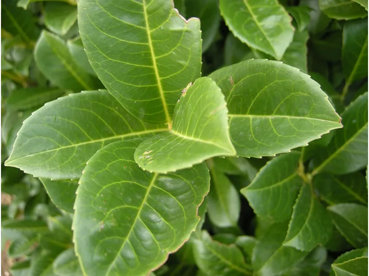 siepe lauroceraso verde