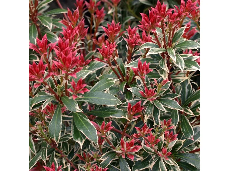 pieris japonica fiori rossi