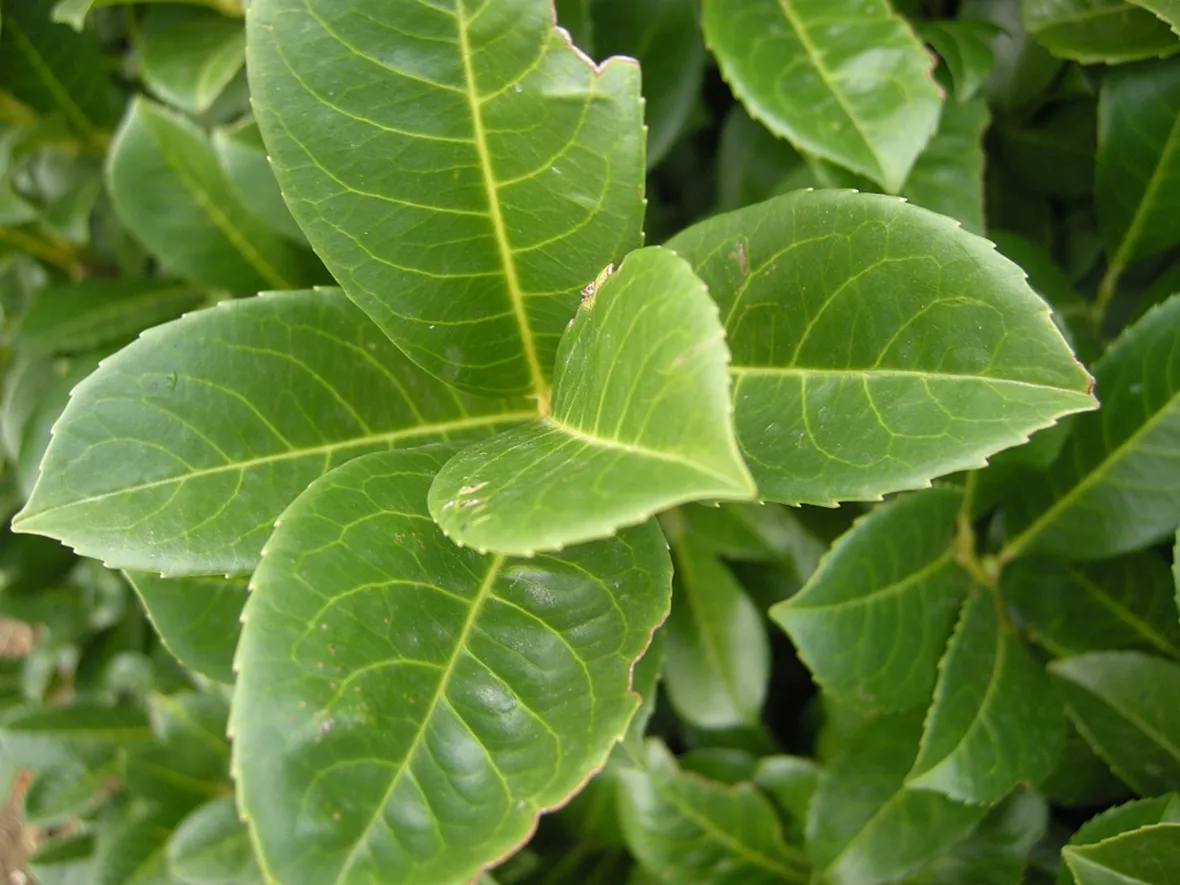siepe lauroceraso verde