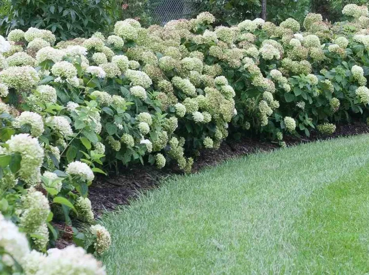 Siepe bassa di ortensie bianche