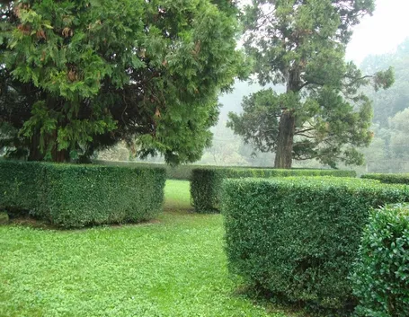Siepi di bosso basse utilizzate per delimitare aree erbose