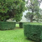 Siepi di bosso basse utilizzate per delimitare aree erbose
