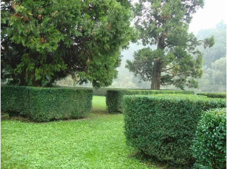 Siepi di bosso basse utilizzate per delimitare aree erbose