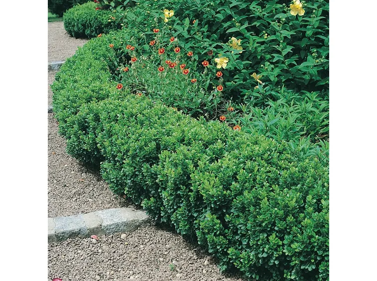 Bosso nano della varietà Buxus pumila a formare una siepe bassa