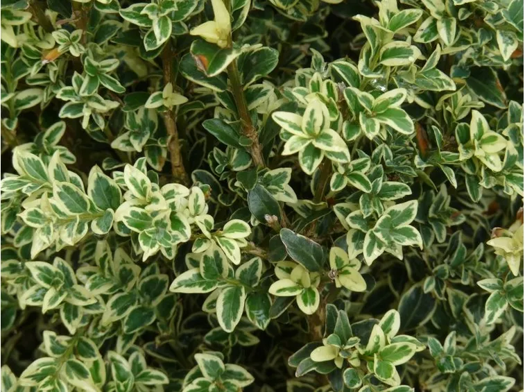 Dettaglio delle foglie del Boxwood shrubs