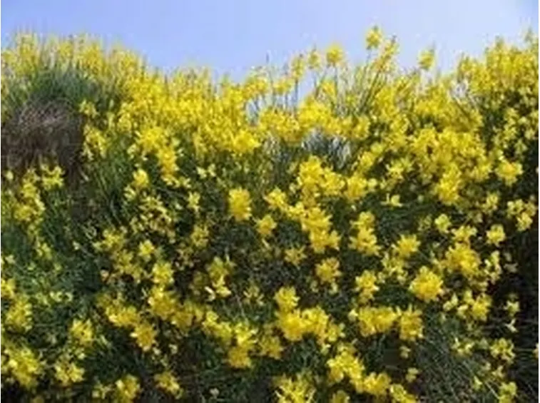 Siepe fiorita di forsizia