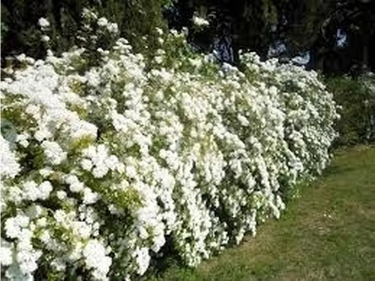 Esempio di siepe in fioritura