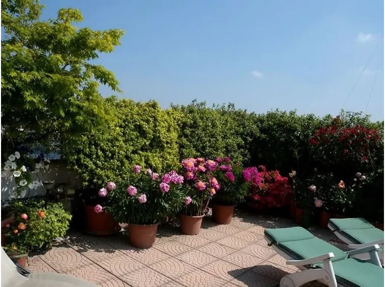 siepi da balcone verdi