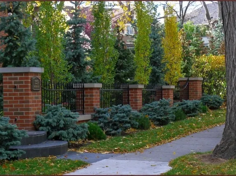siepe di pinus mungo