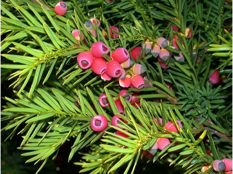 siepe di Taxus baccata