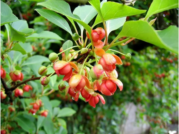 schizandra sphenanthera fioritura