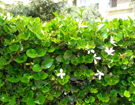 siepe di Gelsomino