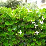 siepe di Gelsomino