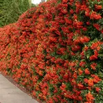 Pyracanta, siepe da terrazzo