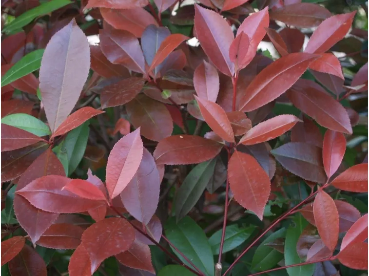Foglie di photinia