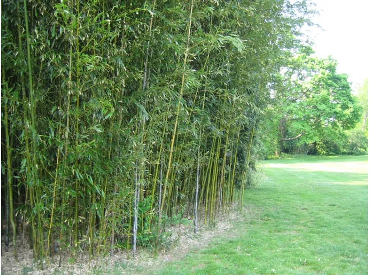 Fitta siepe di bambù