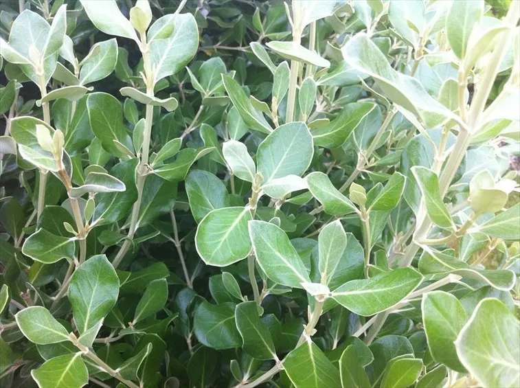 Siepe da giardino