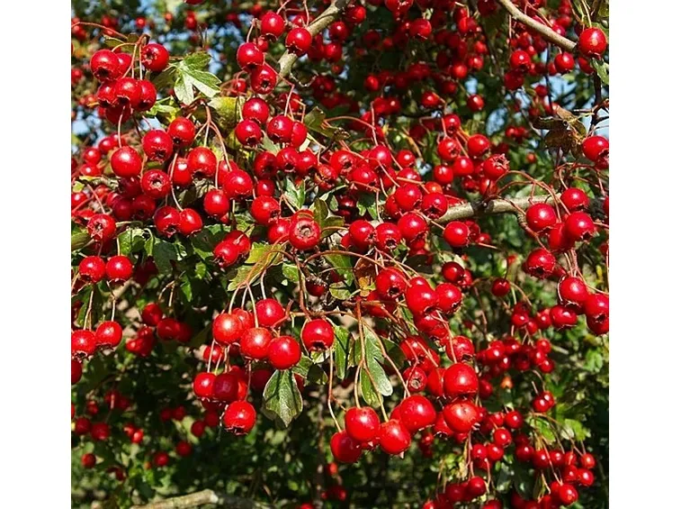 frutti di siepi di biancospino