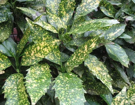 Foglie di Aucuba japonica
