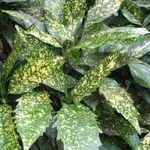 Foglie di Aucuba japonica