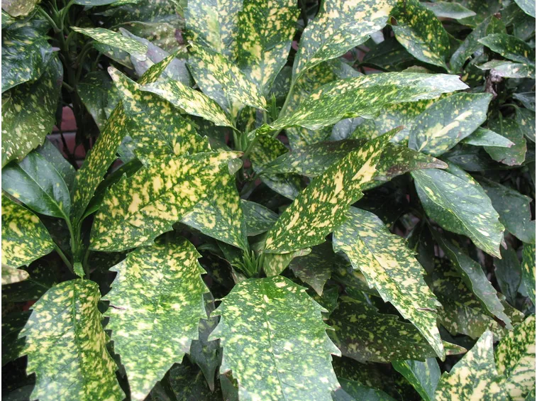 Foglie di Aucuba japonica
