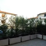 Siepe sul terrazzo